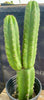 #EC213 EXACT Trichocereus Pachanoi '46' Ornamental Cactus Plant 17.5”