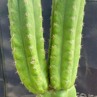 #EC213 EXACT Trichocereus Pachanoi '46' Ornamental Cactus Plant 17.5”