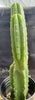 #EC213 EXACT Trichocereus Pachanoi '46' Ornamental Cactus Plant 17.5”