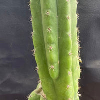 #EC213 EXACT Trichocereus Pachanoi '46' Ornamental Cactus Plant 17.5”