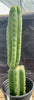 #EC213 EXACT Trichocereus Pachanoi '46' Ornamental Cactus Plant 17.5”