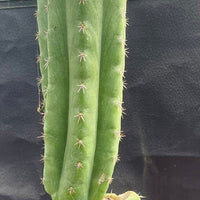 #EC213 EXACT Trichocereus Pachanoi '46' Ornamental Cactus Plant 17.5”