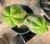 #EC213 EXACT Trichocereus Pachanoi '46' Ornamental Cactus Plant 17.5”