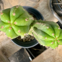 #EC213 EXACT Trichocereus Pachanoi '46' Ornamental Cactus Plant 17.5”