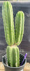 #EC213 EXACT Trichocereus Pachanoi '46' Ornamental Cactus Plant 17.5”