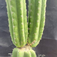 #EC213 EXACT Trichocereus Pachanoi '46' Ornamental Cactus Plant 17.5”