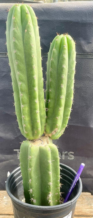 #EC213 EXACT Trichocereus Pachanoi '46' Ornamental Cactus Plant 17.5”