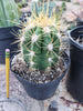 #EC215 EXACT Trichocereus Candicans Ornamental Cactus Plant 