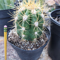 #EC215 EXACT Trichocereus Candicans Ornamental Cactus Plant 