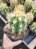 #EC215 EXACT Trichocereus Candicans Ornamental Cactus Plant 