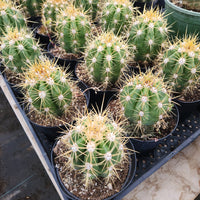 #EC215 EXACT Trichocereus Candicans Ornamental Cactus Plant 