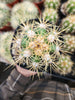 #EC215 EXACT Trichocereus Candicans Ornamental Cactus Plant 