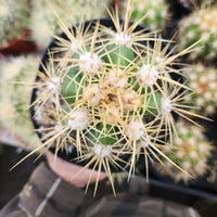 #EC215 EXACT Trichocereus Candicans Ornamental Cactus Plant 