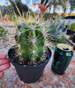 #EC215 EXACT Trichocereus Candicans Ornamental Cactus Plant 