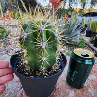 #EC215 EXACT Trichocereus Candicans Ornamental Cactus Plant 