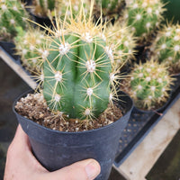 #EC215 EXACT Trichocereus Candicans Ornamental Cactus Plant 