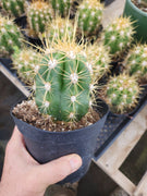 #EC215 EXACT Trichocereus Candicans Ornamental Cactus Plant 