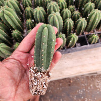 #EC216 EXACT Trichocereus Hybrid  Scopulicola Kesey X Scop Ripple Cactus Seedling 3-4”