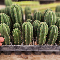 #EC216 EXACT Trichocereus Hybrid  Scopulicola Kesey X Scop Ripple Cactus Seedling 3-4”