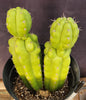 #EC217 EXACT Trichocereus Pachanoi Monstrose (TPM) Ornamental Cactus Plant 9.5, 9"