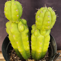 #EC217 EXACT Trichocereus Pachanoi Monstrose (TPM) Ornamental Cactus Plant 9.5, 9"