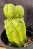 #EC217 EXACT Trichocereus Pachanoi Monstrose (TPM) Ornamental Cactus Plant 9.5, 9"