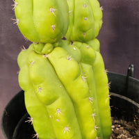 #EC217 EXACT Trichocereus Pachanoi Monstrose (TPM) Ornamental Cactus Plant 9.5, 9"