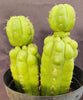 #EC217 EXACT Trichocereus Pachanoi Monstrose (TPM) Ornamental Cactus Plant 9.5, 9"