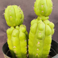 #EC217 EXACT Trichocereus Pachanoi Monstrose (TPM) Ornamental Cactus Plant 9.5, 9"