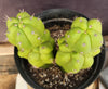 #EC217 EXACT Trichocereus Pachanoi Monstrose (TPM) Ornamental Cactus Plant 9.5, 9"