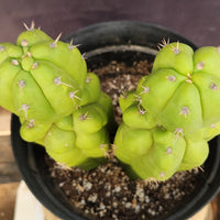 #EC217 EXACT Trichocereus Pachanoi Monstrose (TPM) Ornamental Cactus Plant 9.5, 9"