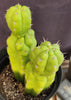 #EC217 EXACT Trichocereus Pachanoi Monstrose (TPM) Ornamental Cactus Plant 9.5, 9"