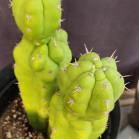 #EC217 EXACT Trichocereus Pachanoi Monstrose (TPM) Ornamental Cactus Plant 9.5, 9"