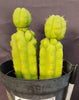 #EC217 EXACT Trichocereus Pachanoi Monstrose (TPM) Ornamental Cactus Plant 9.5, 9"