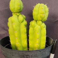 #EC217 EXACT Trichocereus Pachanoi Monstrose (TPM) Ornamental Cactus Plant 9.5, 9"