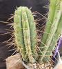 #EC218 EXACT Trichocereus Lost Label Ornamental Cactus Plant 20"