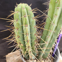 #EC218 EXACT Trichocereus Lost Label Ornamental Cactus Plant 20"