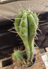 #EC218 EXACT Trichocereus Lost Label Ornamental Cactus Plant 20"