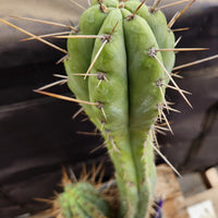 #EC218 EXACT Trichocereus Lost Label Ornamental Cactus Plant 20"