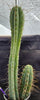 #EC218 EXACT Trichocereus Lost Label Ornamental Cactus Plant 20"