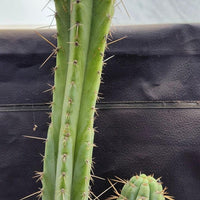 #EC218 EXACT Trichocereus Lost Label Ornamental Cactus Plant 20"