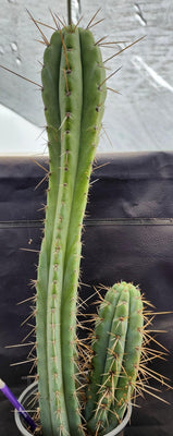 #EC218 EXACT Trichocereus Lost Label Ornamental Cactus Plant 20