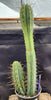 #EC218 EXACT Trichocereus Lost Label Ornamental Cactus Plant 20"