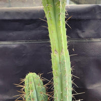 #EC218 EXACT Trichocereus Lost Label Ornamental Cactus Plant 20"