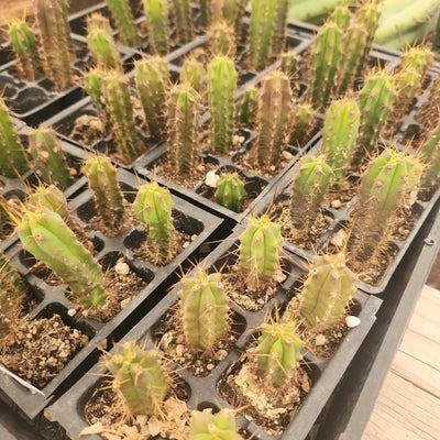 #EC219 EXACT Trichocereus Bridgesii OP Seedling from Bolivia Cactus 2-3