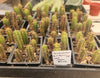 #EC219 EXACT Trichocereus Bridgesii OP Seedling from Bolivia Cactus 2-3" plug