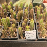 #EC219 EXACT Trichocereus Bridgesii OP Seedling from Bolivia Cactus 2-3" plug