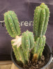 #EC224 EXACT Trichocereus Lost Label Cactus Ornamental Cactus 12”