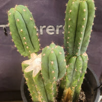 #EC224 EXACT Trichocereus Lost Label Cactus Ornamental Cactus 12”