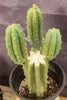 #EC224 EXACT Trichocereus Lost Label Cactus Ornamental Cactus 12”